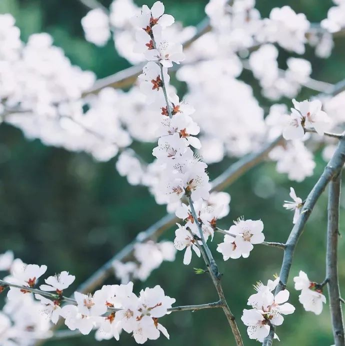 二年级摘抄排比句100条,排比句气势如虹