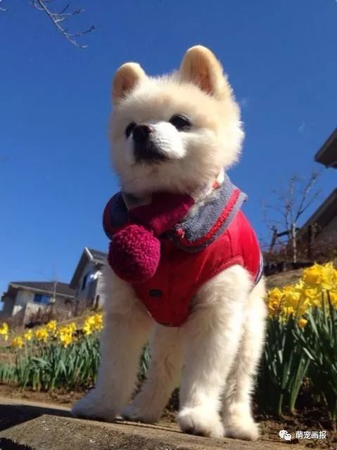 博美犬俊介君,日本博美犬俊介君