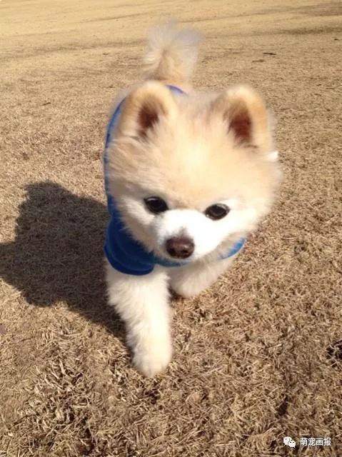 博美犬俊介君,日本博美犬俊介君