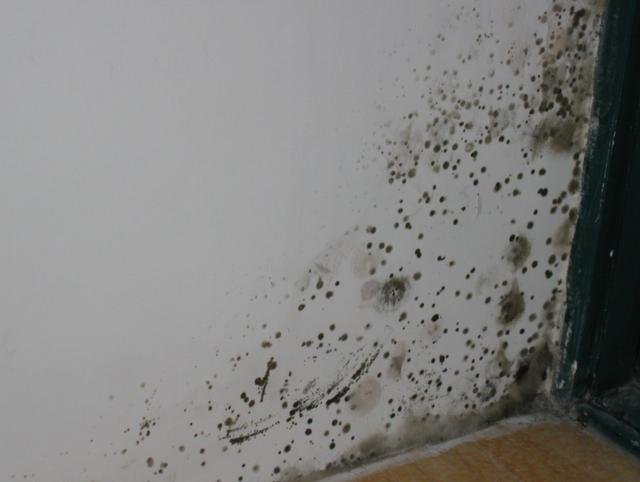 墙顶发霉要重新刷漆多久能入住,墙壁发霉掉漆怎么办