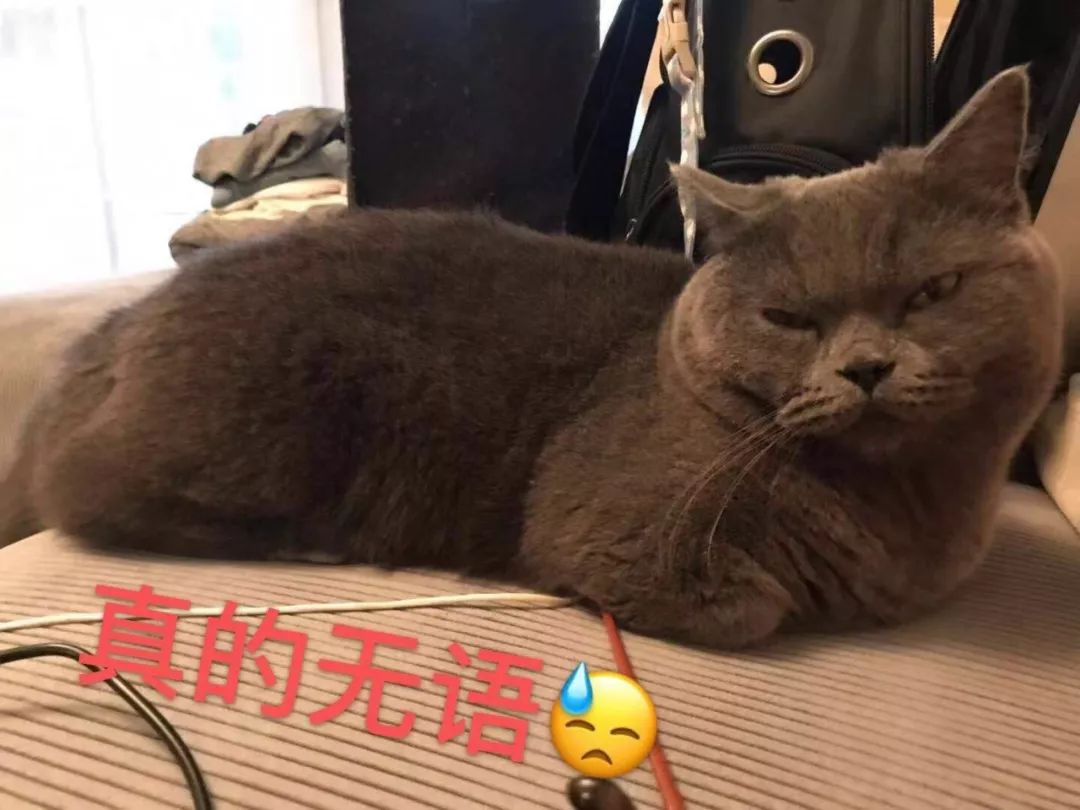 不用排队|上海开店挤爆的Costco超市，有哪些值得买？