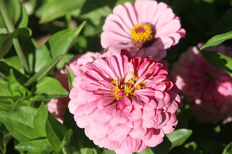包头花海景点,包头花海美景