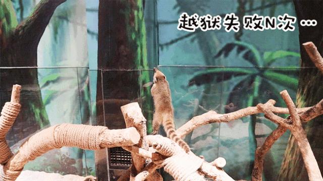 平湖免费景点推荐一下,平湖周边最近的动物园