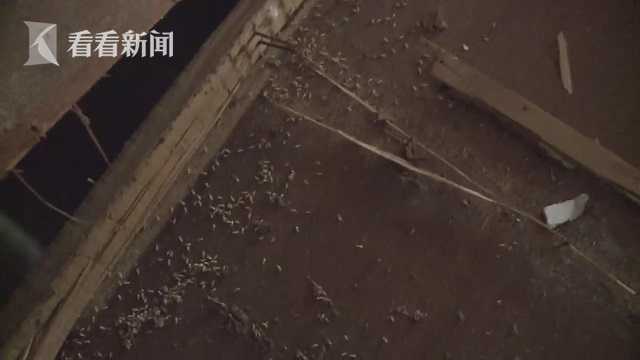 白蚁的破坏力有多强,一般什么白蚁会跑家里破坏