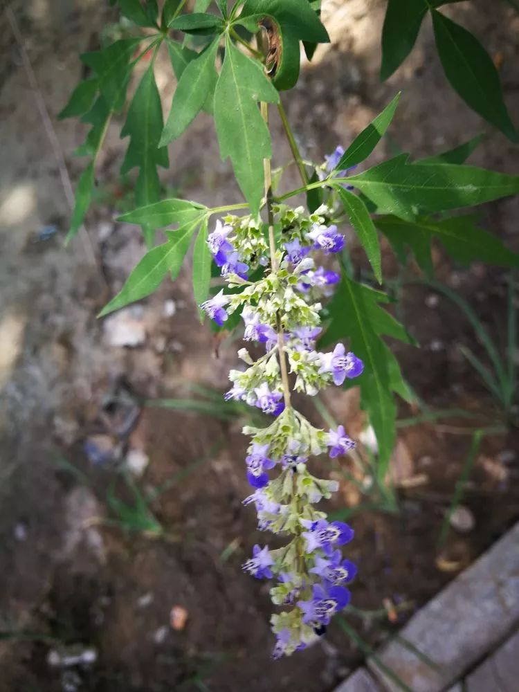 负荆请罪中的荆条,负荆请罪里的荆条