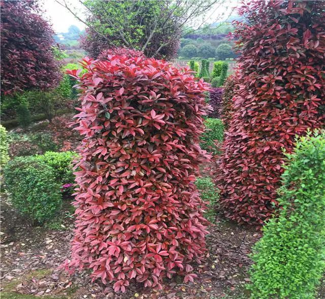 最适合做造型苗的10大树种