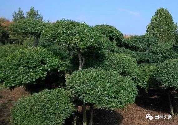 最适合做造型苗的10大树种