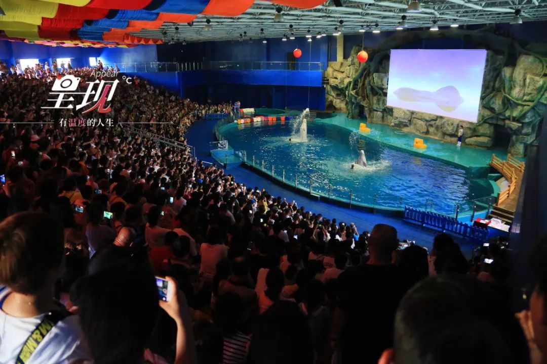 呈现|从海军战士到“海豚恋人”,人鱼相眷,恰似你的温柔……