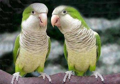 农村养鹦鹉基地挣钱吗,鹦鹉养殖基地这个项目现在好做吗