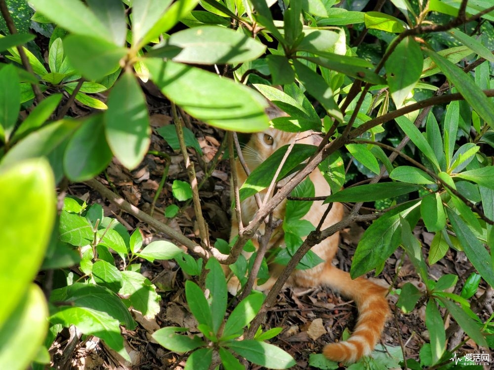 galaxynote10缺点,三星galaxynote10+国际版测评