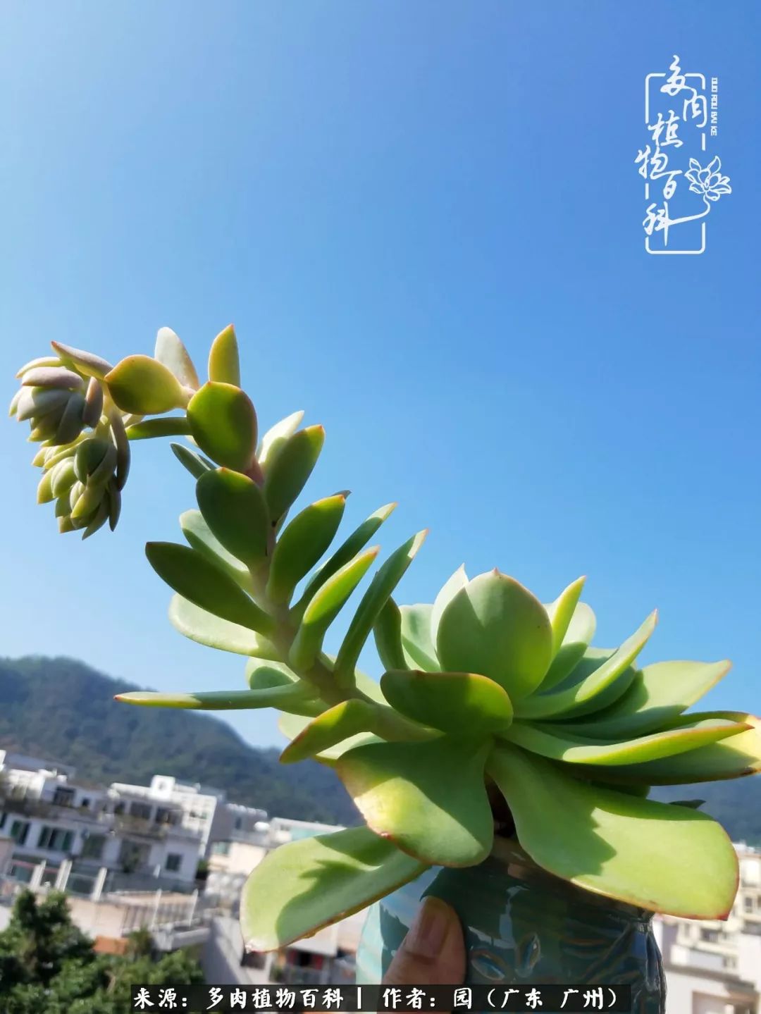 多肉粉色仙人球开花图片,开花最好看的多肉仙人球