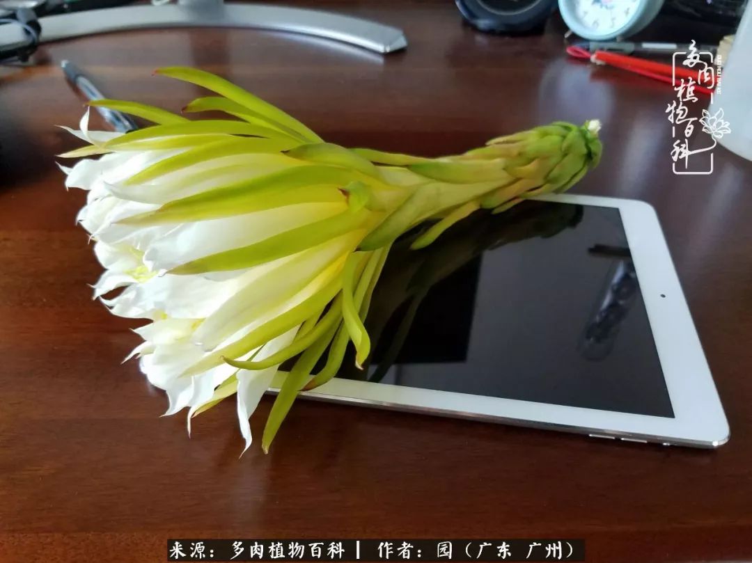 多肉粉色仙人球开花图片,开花最好看的多肉仙人球