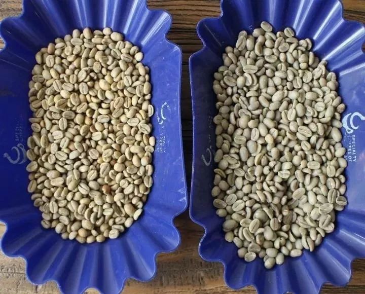 埃塞俄比亚花魁,越南花魁vs中国花魁