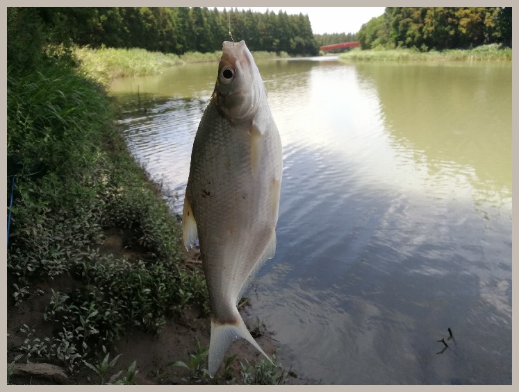 异地最后一次作钓，江鳊鱼获全部送邻居