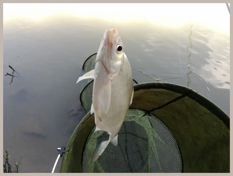 异地最后一次作钓，江鳊鱼获全部送邻居