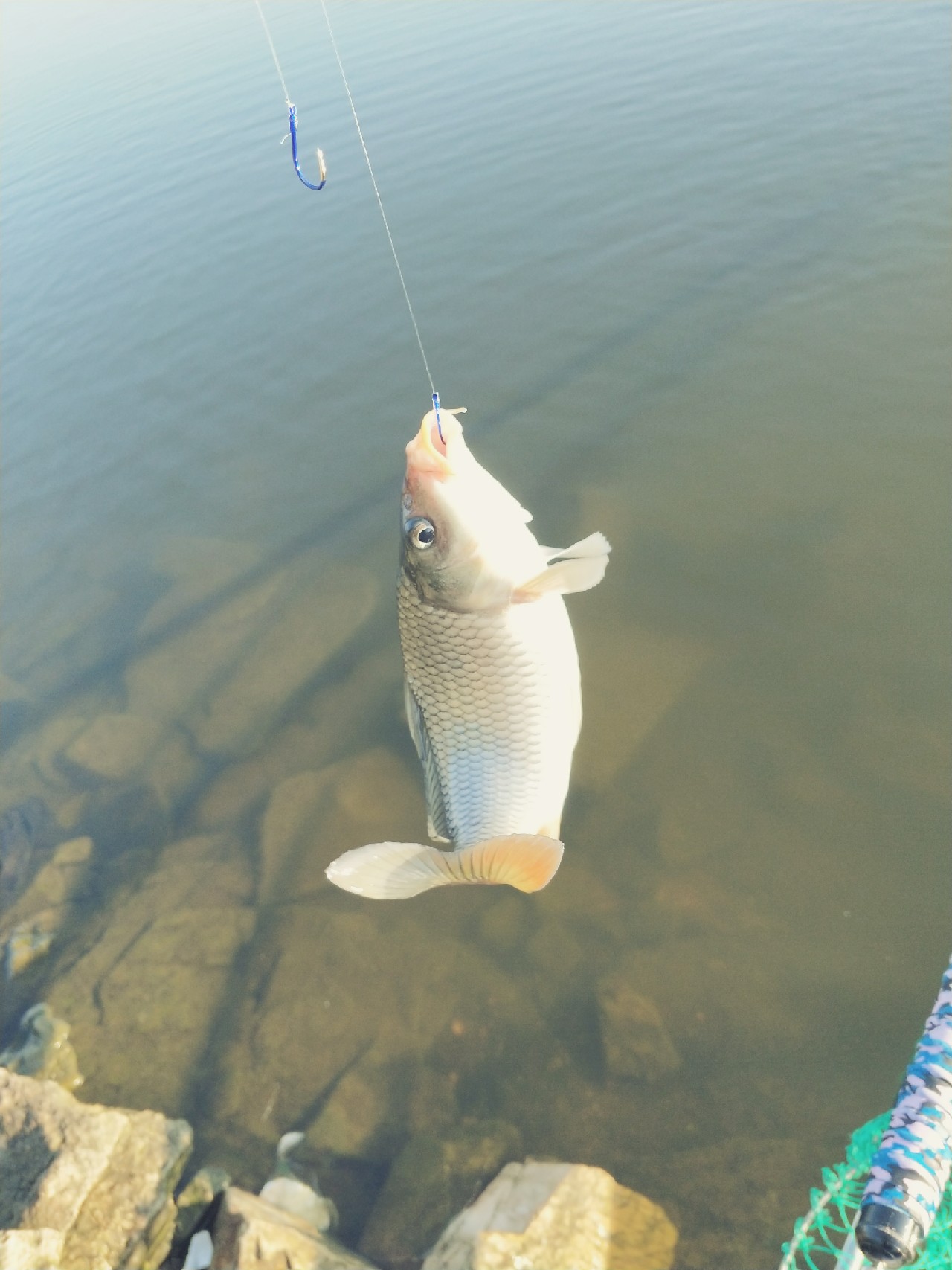 封竿一年后,封竿期钓鱼