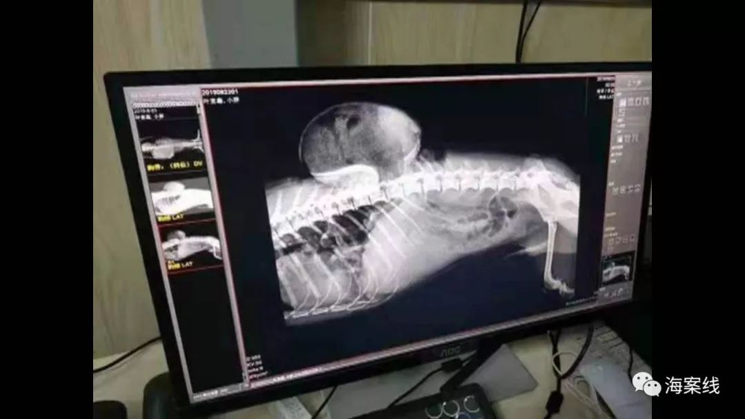 狗咬狗,咬死狗,狗主人需要赔偿吗?