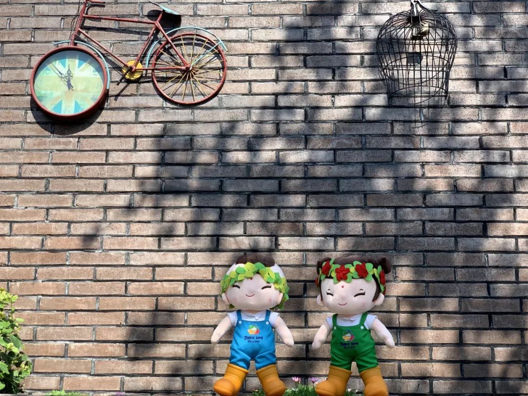 北京世园会2019小萌花,北京世园公园小萌芽