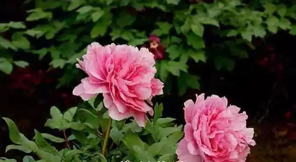 延安旅游值得去的地方,三十年代青年去的地方延安