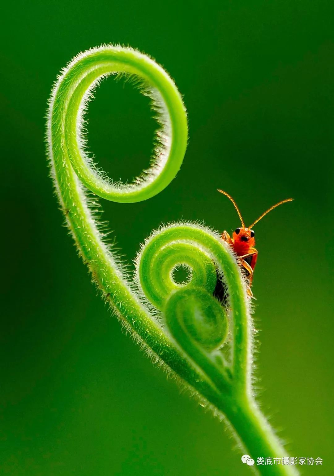 生态娄底美丽家园——【壮丽70年奋斗新时代】娄底首届风光摄影作品展览生态小品作品选登