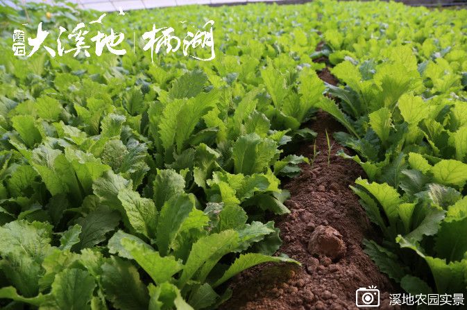 蓝石大溪地的房子值得买吗,蓝石大溪地最新房价