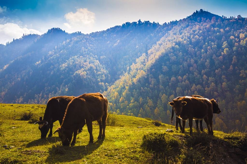 滨州市朗诵协会新年诗会,滨州诗词朗诵协会