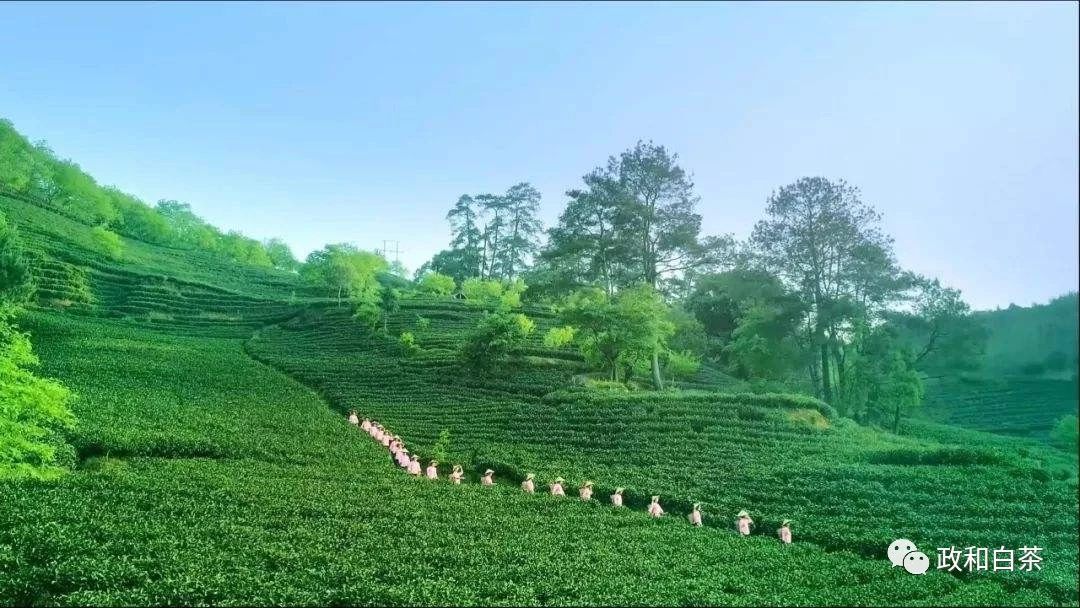 卖茶女套路大解析,卖茶女的套路与思路