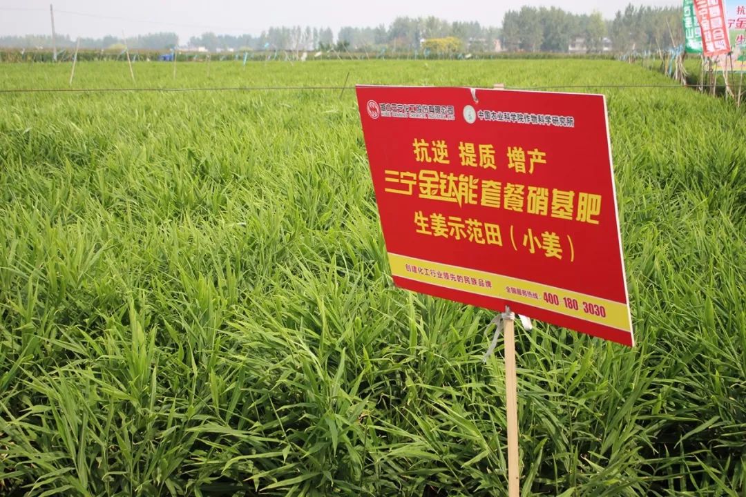 用三宁，打姜山！每亩多收6000元，农户喜开颜