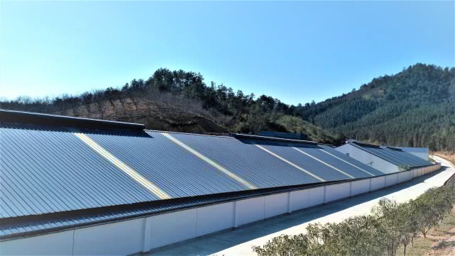 网易“不务正业”养猪8年黑猪每天伙食标准40元