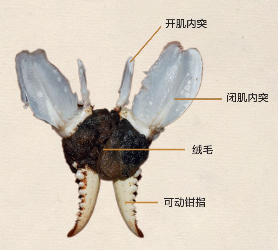 大闸蟹为什么这么好吃,大闸蟹公好还是母好吃