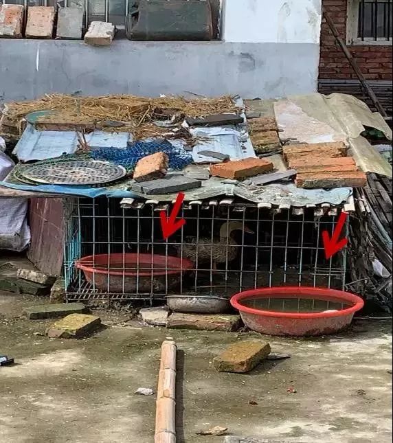 预防登革热时刻在行动,科普清理小积水防控登革热