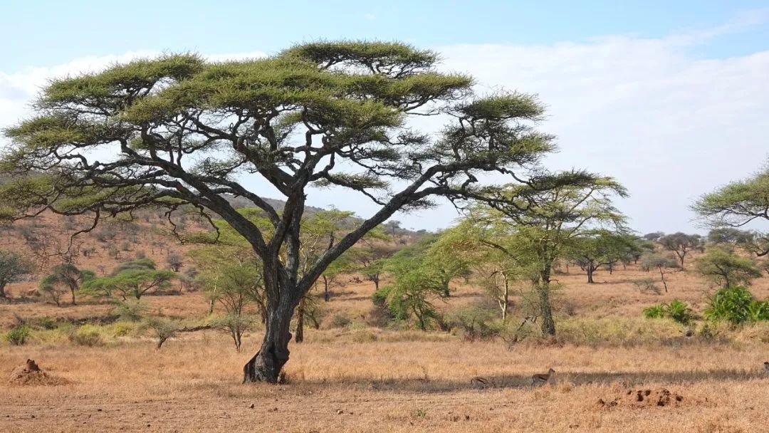 鍧︽灏间簹涓庡ぇ鑷劧,鍧︽灏间簹鑷劧椋庡厜鐪熺編