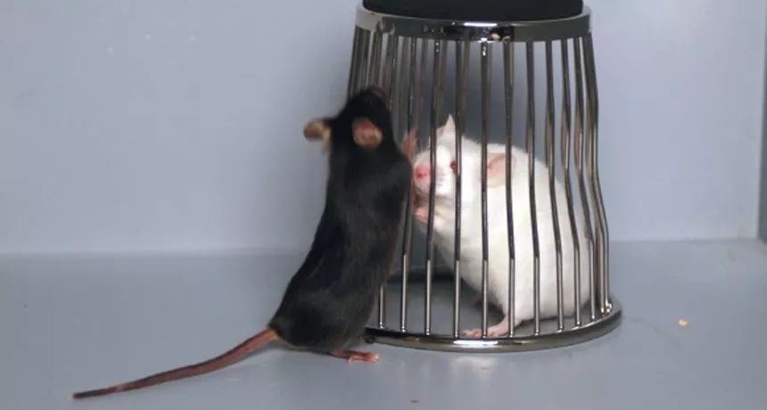 父亲精子正常会不会遗传给儿子,父亲的精子质量会遗传吗