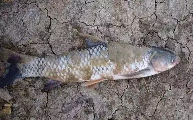 气温升高了需要进行病虫害防治吗,天气冷预防病虫害的措施