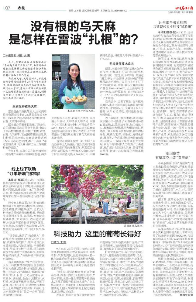 天麻没有根靠什么吸收营养,乌天麻的特点