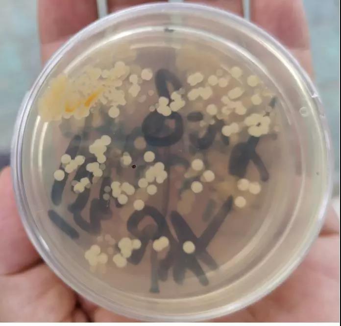 河蟹死了如何保鲜,河蟹养殖倒藻怎么办呢