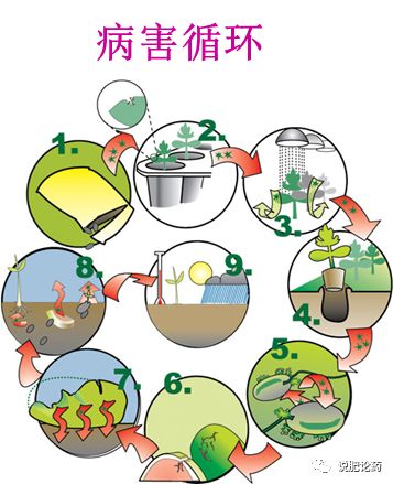 西瓜细菌性果腐病,西瓜细菌性果斑病特效药