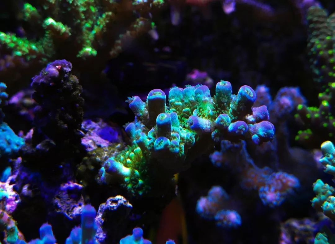 40小缸全套,40的方缸用多大的过滤桶