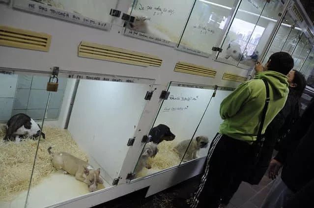 国内外宠物领养问题有哪些,很好的宠物为什么免费领养