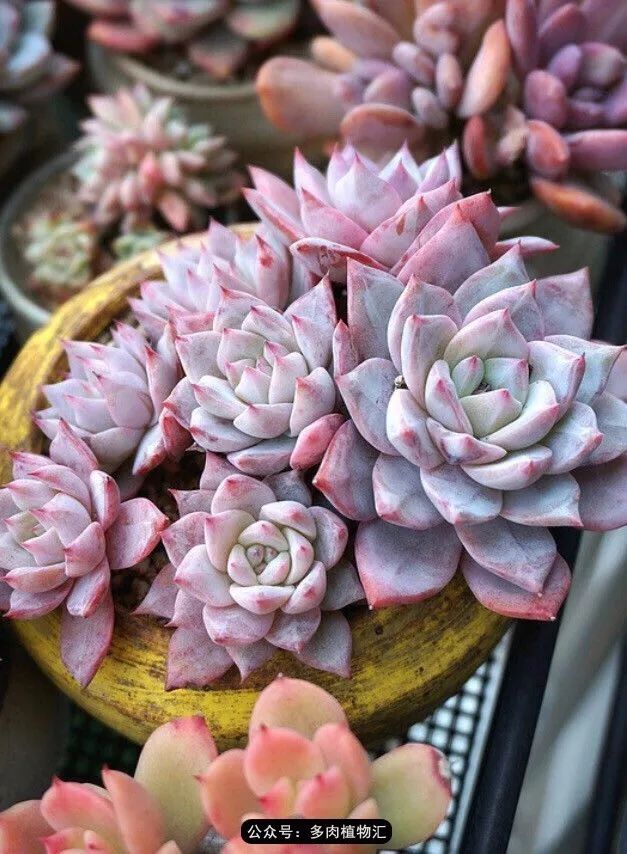 阳台如何让它变得很漂亮,怎么让阳台能种更多花