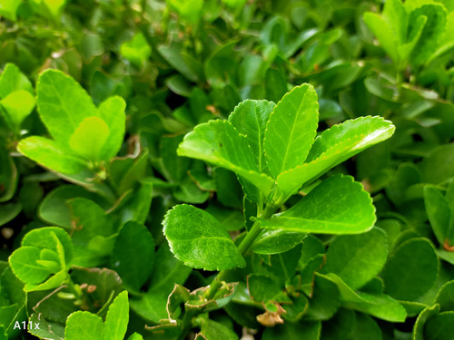 oppoa11x最大支持内存,oppoa11x现在还值得入手吗