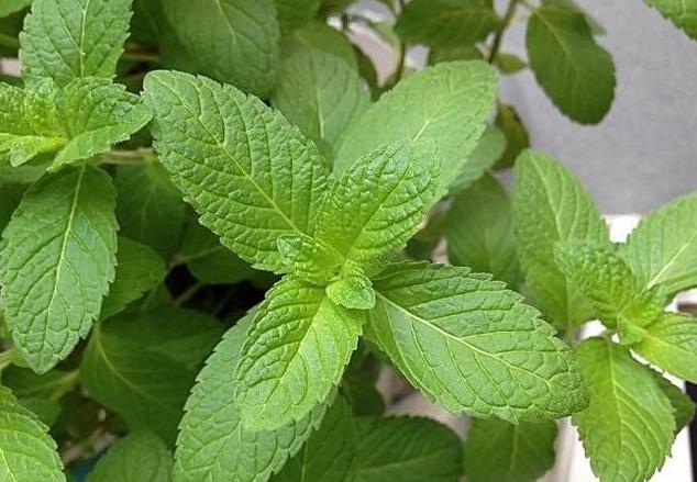 下巴上的螨虫用什么护肤品去除,下巴长螨虫有什么症状