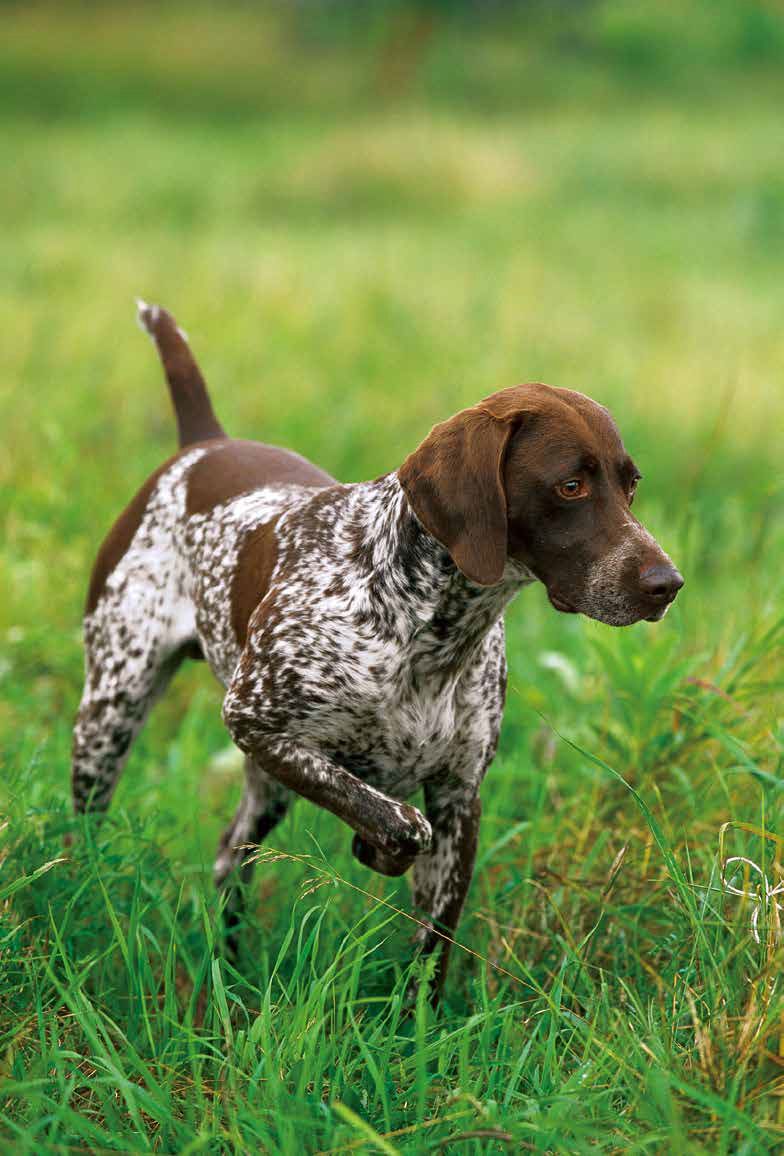 鑰佸笀鎴戠殑浣滀笟琚嫍鍟冧簡,鑰佸笀鎴戠殑浣滀笟琚嫍鍚冧簡