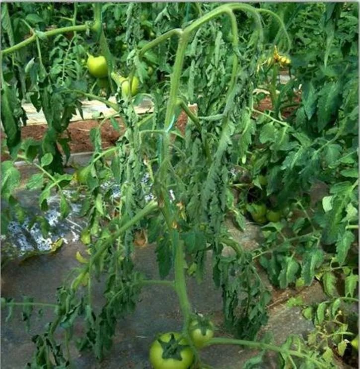 番茄青枯病人用青霉素管用吗,番茄青枯病防治有创新手段出现