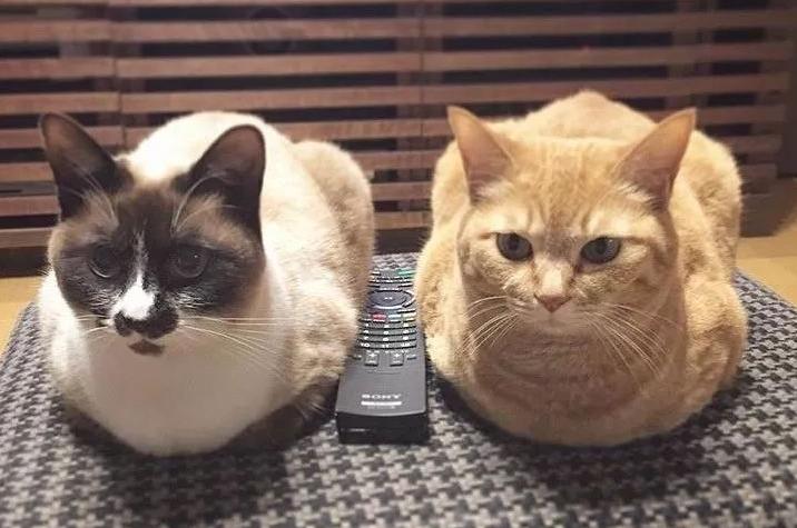 鐚挭涓嶆彛鎵嬪拰鍐滄皯鎻g殑鍖哄埆,鐚挭涓轰粈涔堝枩娆㈠啘姘戝憿