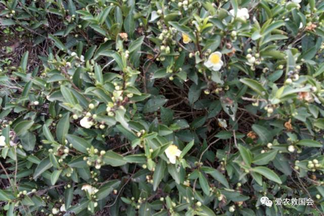 茶树开花太多怎么处理,茶树开花什么原因