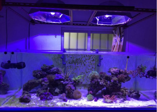 1.5米的大缸,1.5米大缸溪流造景