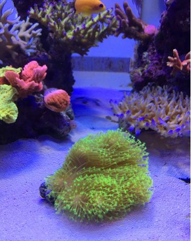 1.5米的大缸,1.5米大缸溪流造景