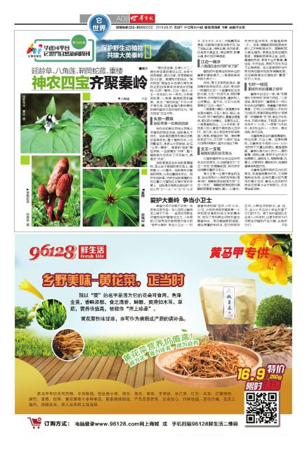 延龄草、八角莲、鞘筒蛇菰、重楼神农四宝齐聚秦岭曹庆