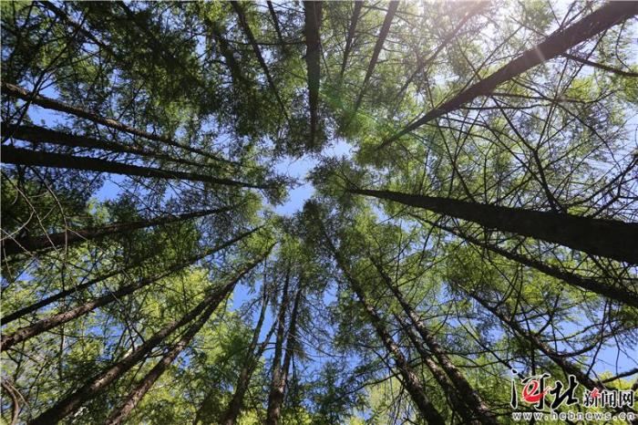 大河之北森林图片,大河之北原唱完整版